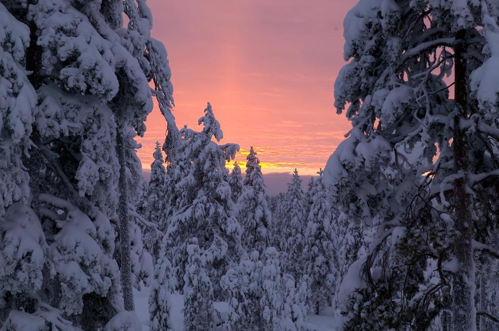 Arctic Treehouse Hotel Rovaniemi Exteriér fotografie